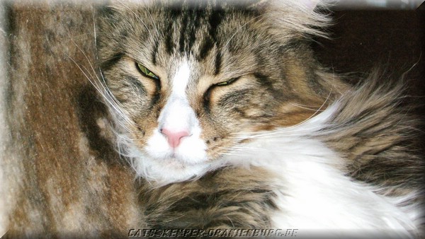 cats_01.JPG