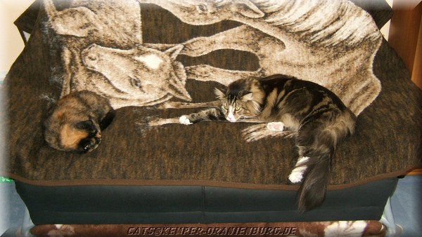 cats_02.JPG
