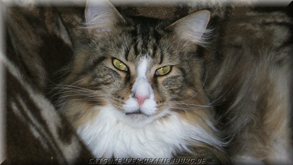 cats_03.JPG