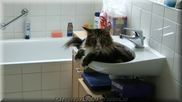 cats_04.JPG