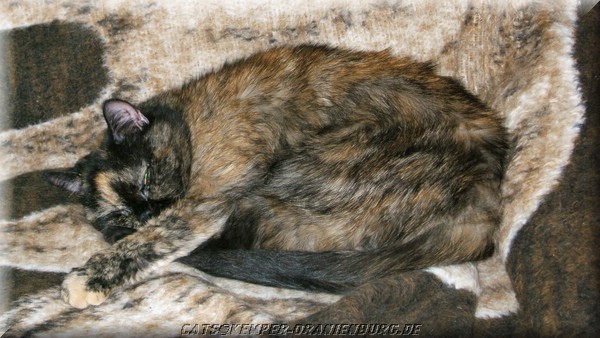 cats_05.JPG
