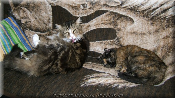 cats_06.JPG