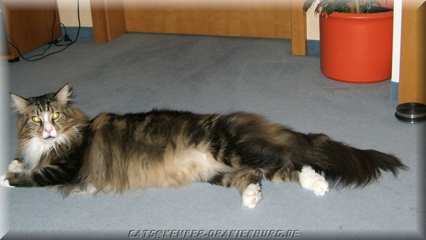 cats_07.jpg
