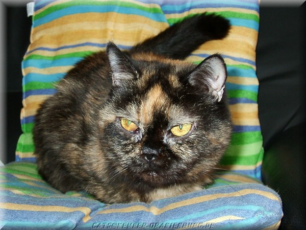 cats_08.jpg