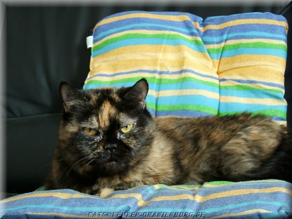cats_09.jpg