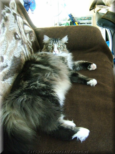 cats_11.jpg