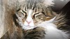 cats_01.JPG