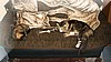 cats_02.JPG
