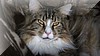 cats_03.JPG