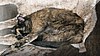 cats_05.JPG