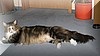 cats_07.jpg