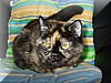 cats_08.jpg