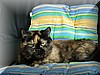cats_09.jpg