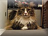 cats_10.jpg