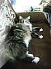 cats_11.jpg